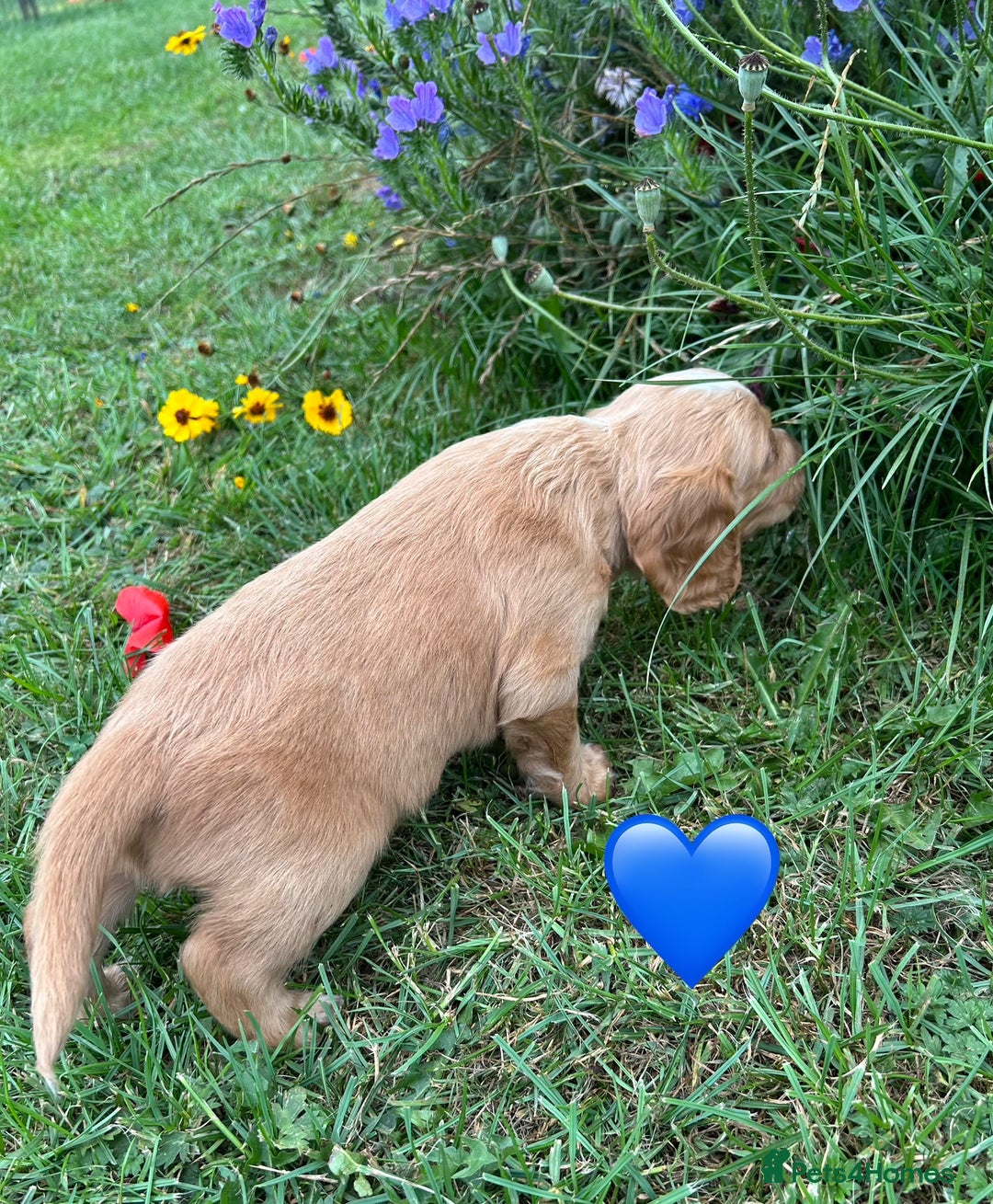 Cocker Spaniel dogs for sale: GORGEOUS WORKING COCKER PUPS - Image 14