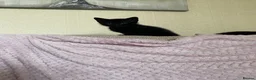 Domestic Shorthair cats for sale: Three kittens for sale  in Heywood - Advert 5