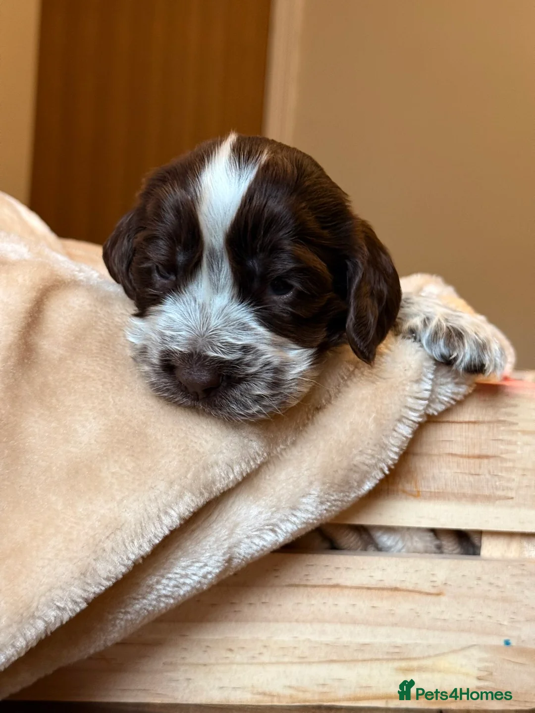 Cocker Spaniel dogs for sale: Show type cocker spaniels  - Advert 22