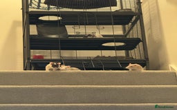 Rat rodents for sale: 4 rats for rehoming  - Image 7