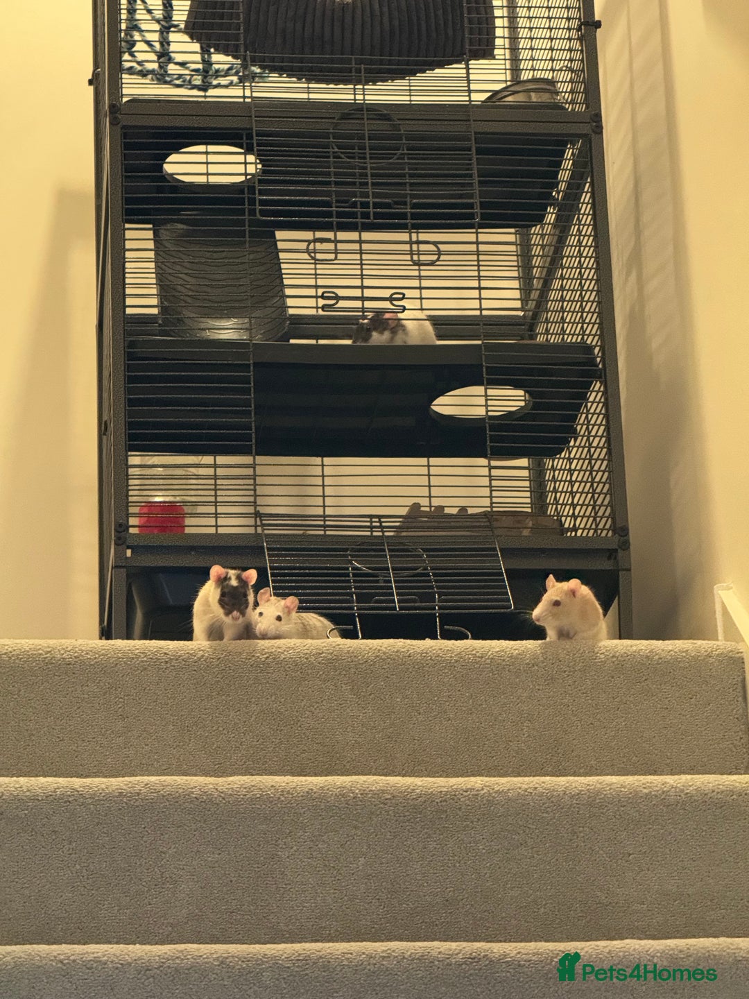 Rat rodents for sale: 4 rats for rehoming  - Image 7