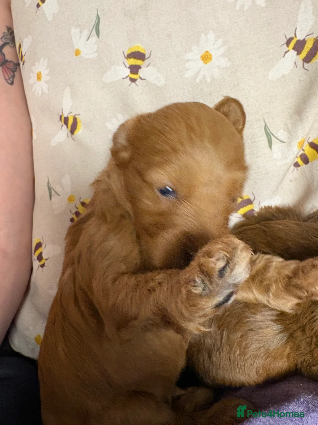 Cockapoo dogs for sale: Cockapoo pups - Advert 2