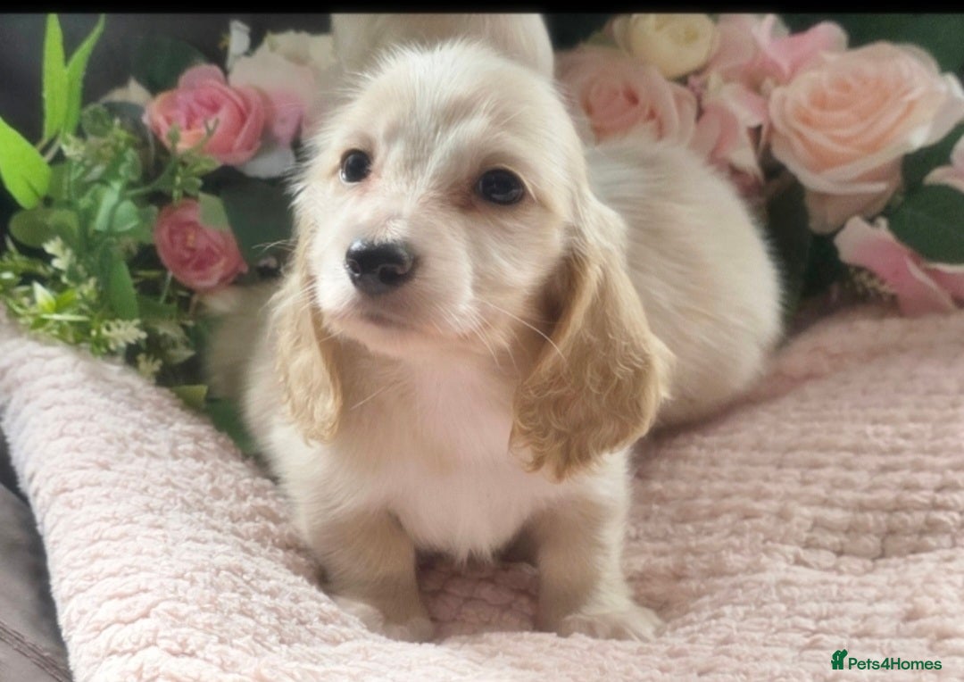 Miniature Dachshund dogs for sale: READY NOW STUNNING KC CREAM MINI DACHSHUNDS  - Image 18