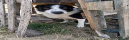 Border Collie dogs for sale: Wyverne Roy and Pips Litter of 9  - Advert 3