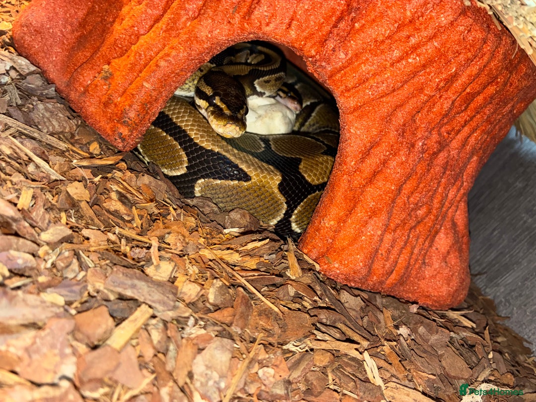 Python Snake reptiles for sale: Royal Python Hatchlings - Image 8