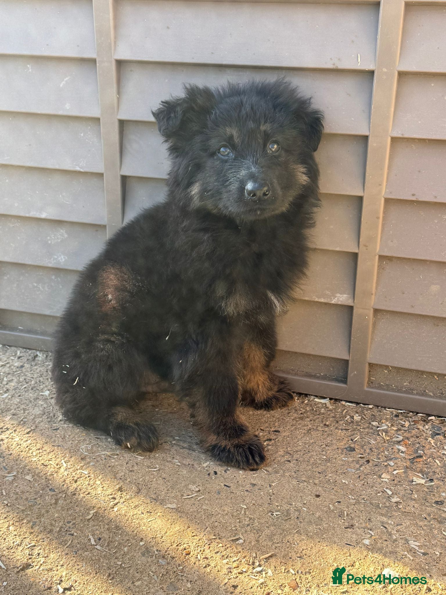 German Shepherd dogs German shepherd male pup FULLY vaccinated  - Advert 1