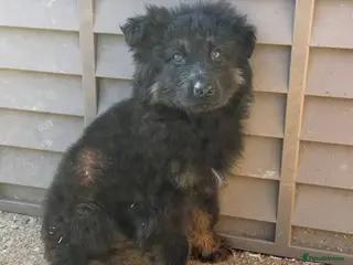 German Shepherd dogs German shepherd male pup FULLY vaccinated - Advert 1