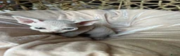 Devon Rex cats for sale: Gorgeous Devon Rex kittens - Advert 13