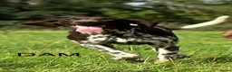 German Shorthaired Pointer dogs for sale: German shorthaired pointers  - Advert 15