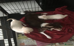 Chihuahua dogs for sale: Two stunning white chihuahuas - Image 3