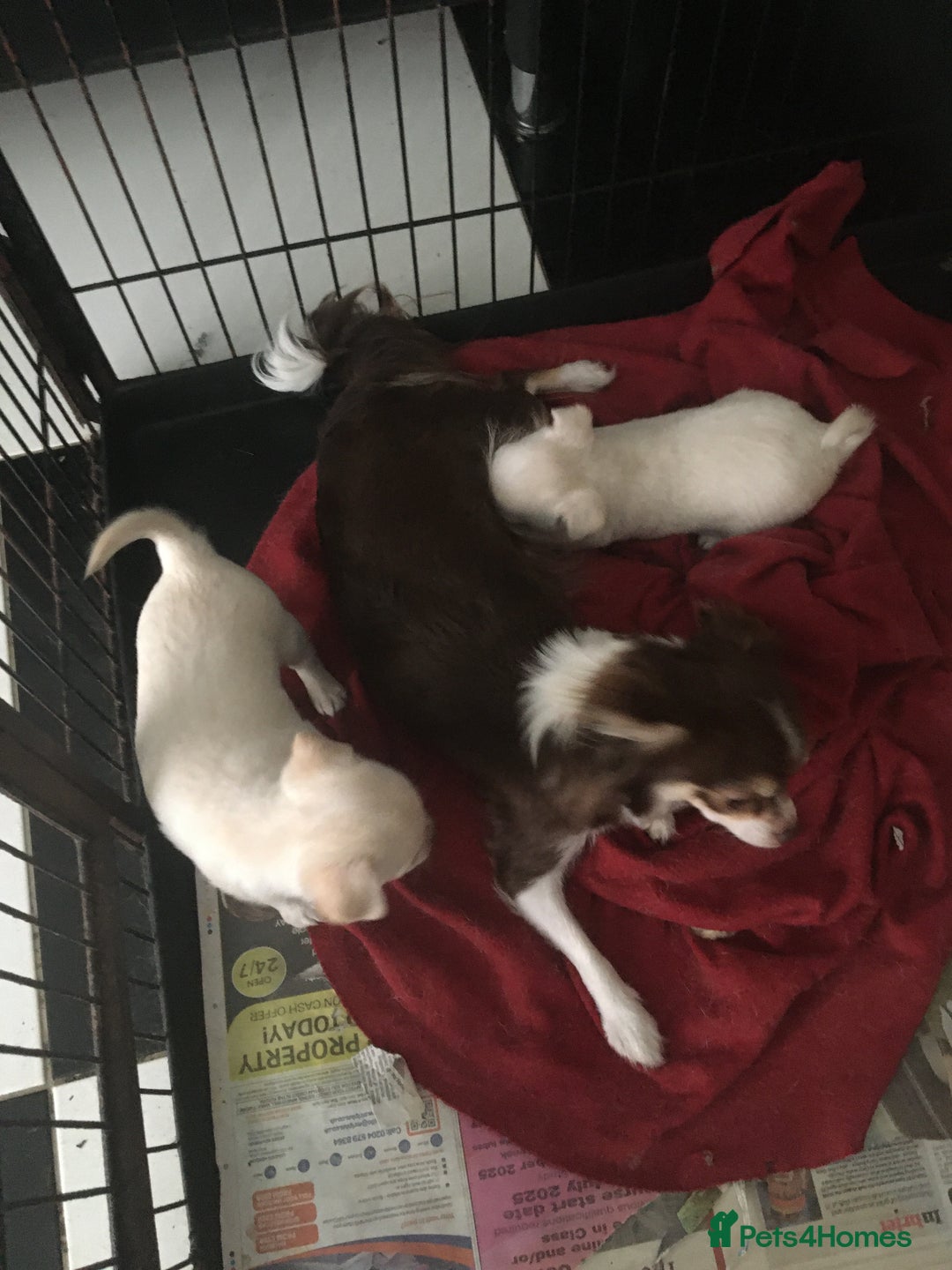 Chihuahua dogs for sale: Two stunning white chihuahuas - Image 3