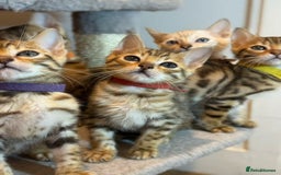 Bengal cats for sale: Exquisite TICA Registered gold&snow BengalKittens  - Image 4
