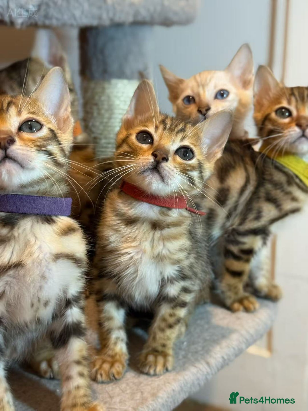 Bengal cats for sale: Exquisite TICA Registered gold&snow BengalKittens  - Image 4