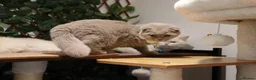 Scottish Fold cats for sale: Champion BL Stunning Scottish kittens  - Advert 20