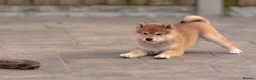 Japanese Shiba Inu dogs for sale: Beautiful Shiba Inu puppies  - Advert 6