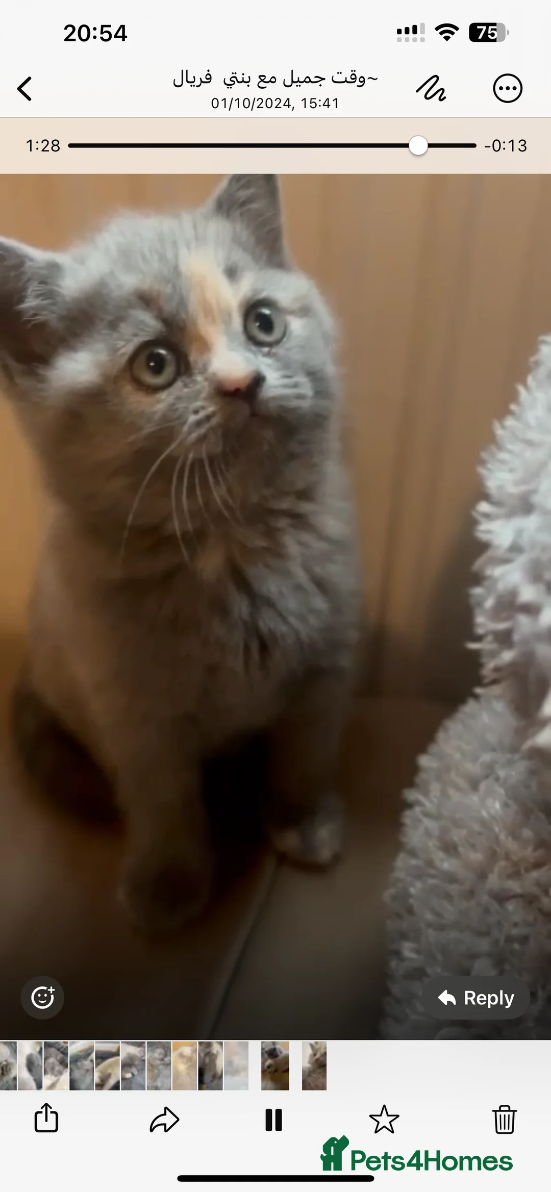 Scottish Fold cats for stud: FOLD AVAILABLE FOR STUD MANCHESTER THIS WEEK  in Salford - Advert 13