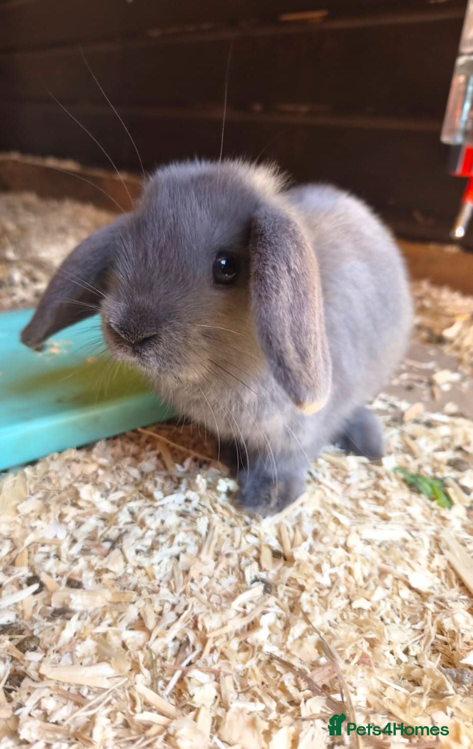 Mini Lop rabbits  Ready Now! Stunning Pure Bred Mini Lops - Advert 1