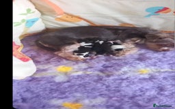 Biewer Terrier dogs for sale: Yorkshire  Biewer biro terrier puppies  - Image 9