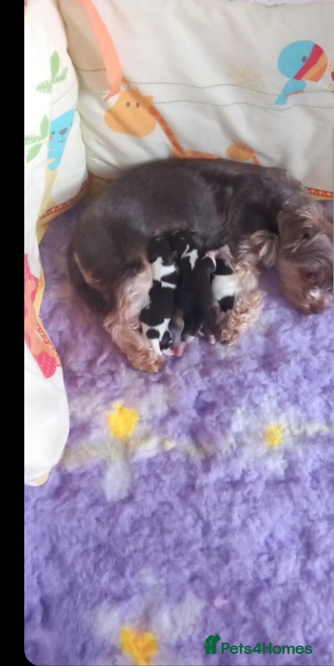 Biewer Terrier dogs for sale: Yorkshire  Biewer biro terrier puppies  - Image 9