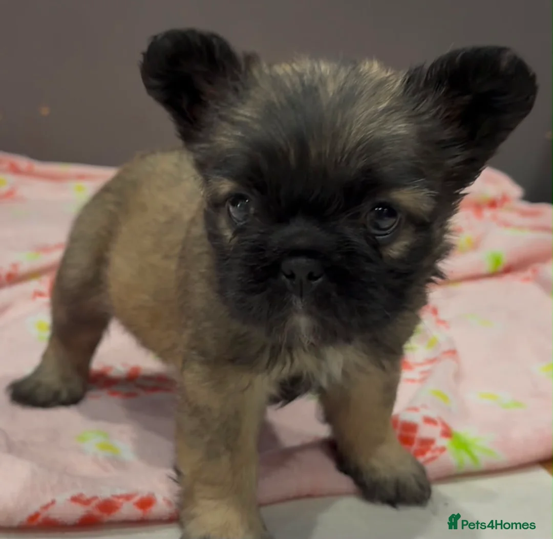 French Bulldog dogs for sale: Fluffy frenchies READY NOW - Advert 1