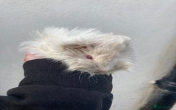 Guinea Pig rodents for sale: Lots of lovely baby guinea pigs in Lytham Saint Annes - Image 7