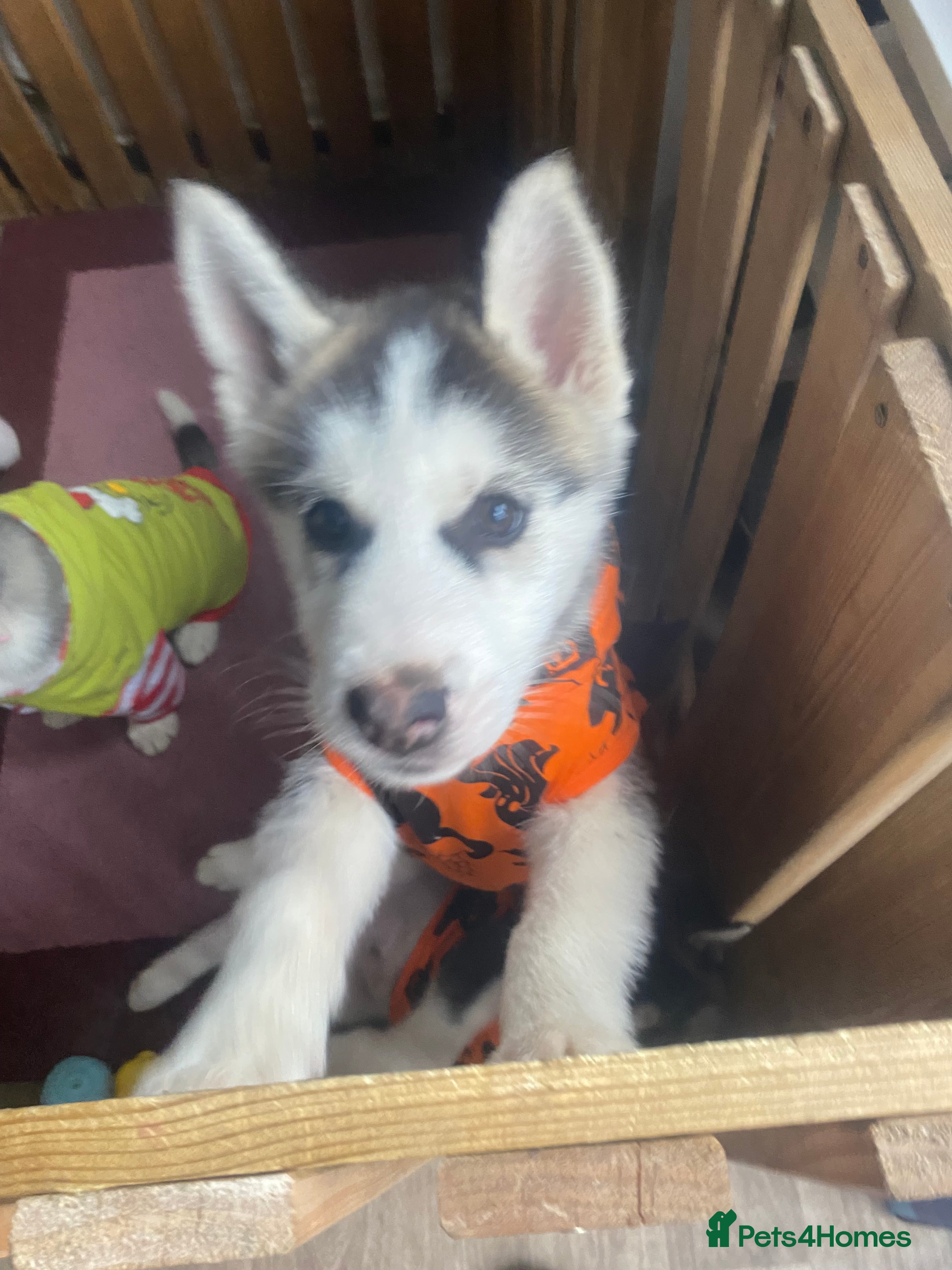 Siberian Husky dogs Siberian Husky puppies  - Advert 2