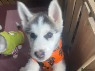 Siberian Husky dogs Siberian Husky puppies - Advert 2