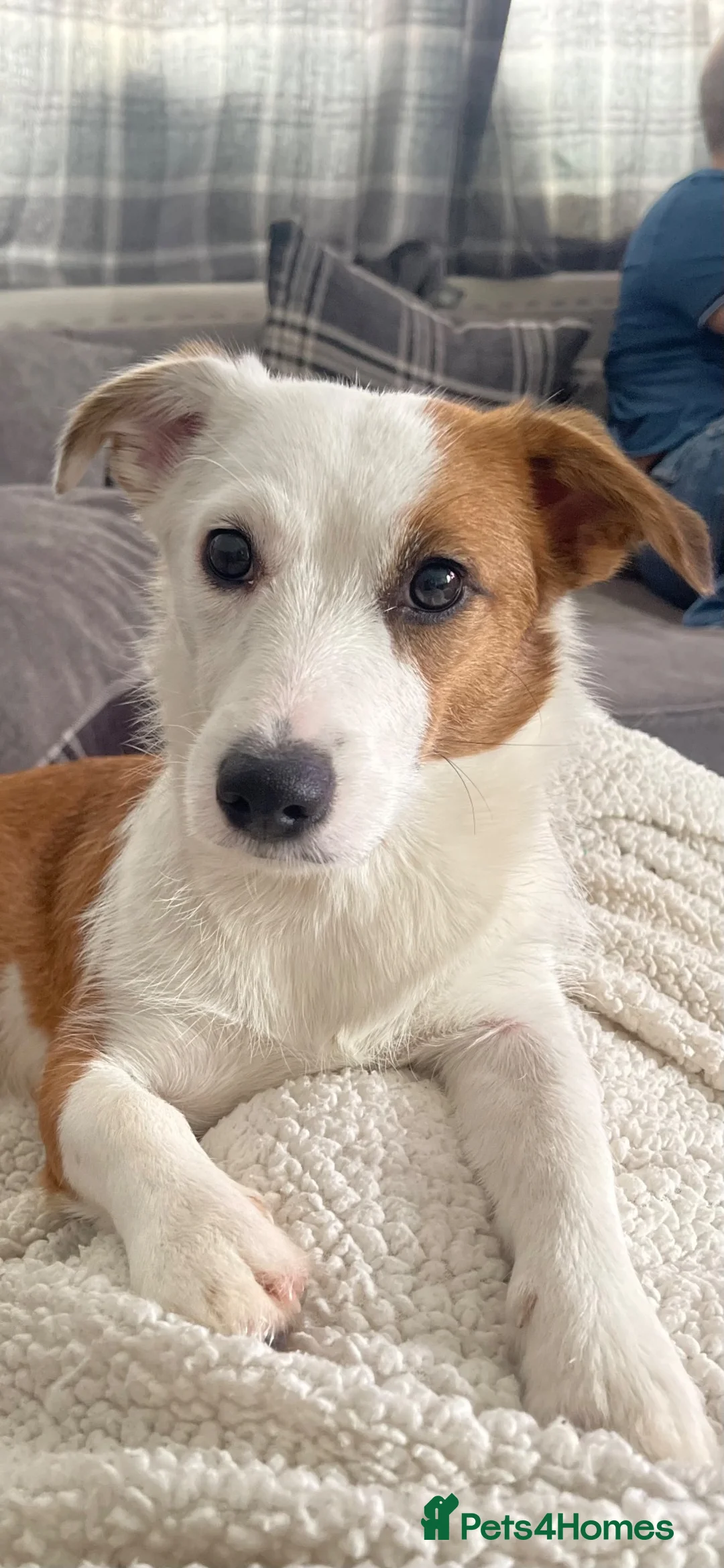 Mixed Breed dogs for sale: Cavapom cross puppies in Hinckley - Advert 6