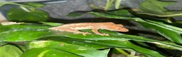 Mixed Breed reptiles for sale: Reptiles for sale in Taunton - Advert 6