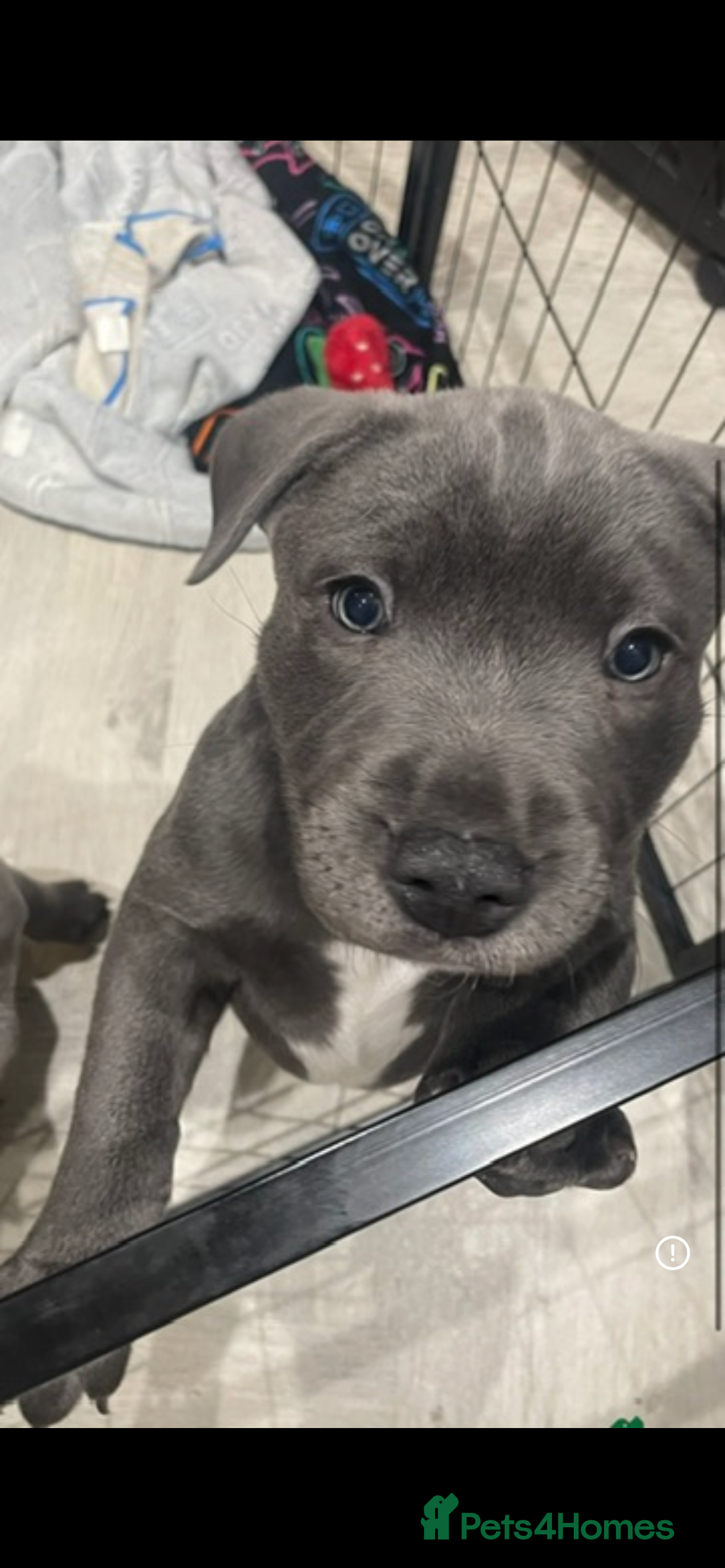 Staffordshire Bull Terrier dogs Blue staffie puppies   - Advert 19