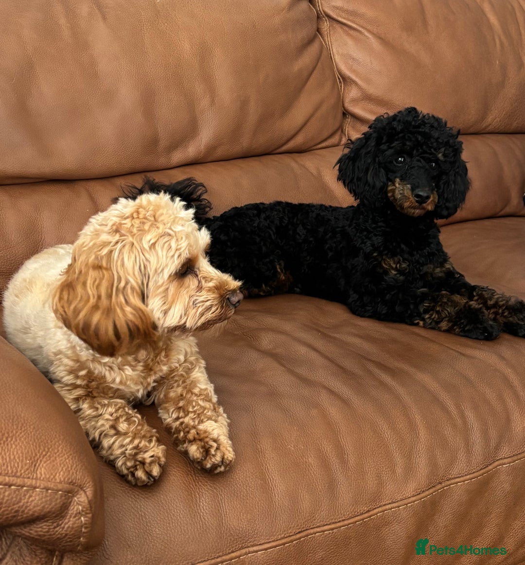 Cavapoochon dogs for sale: Toy Cavapoochon Puppies F1B - Image 1