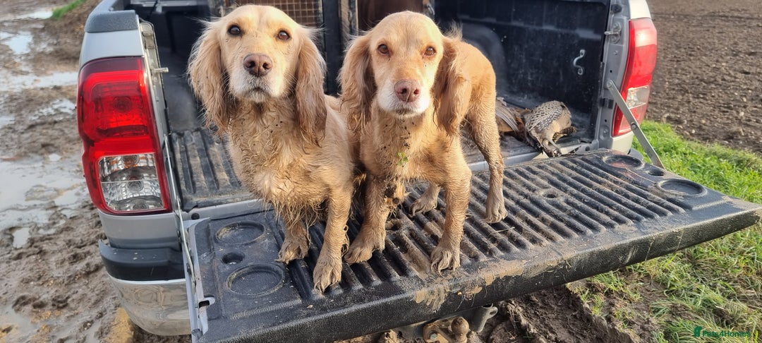 Cocker Spaniel dogs for sale: Working Cocker Spaniel pups for sale ready 19/8/25 - Image 4