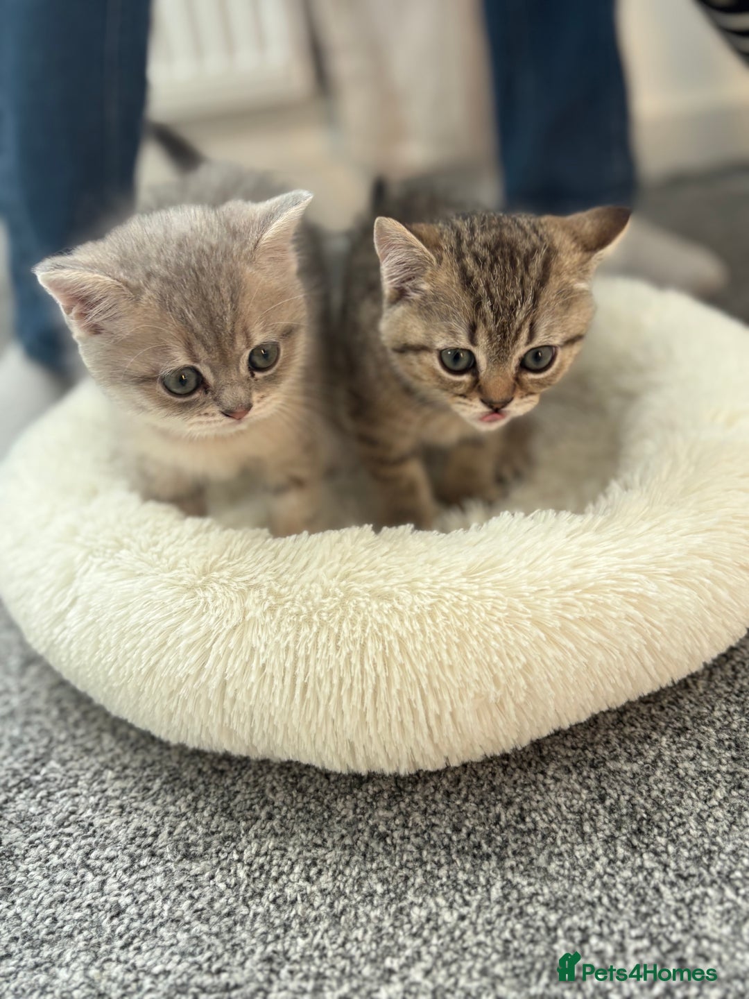 Scottish Fold cats for sale: Scottish fold kittens for sale - Advert 3