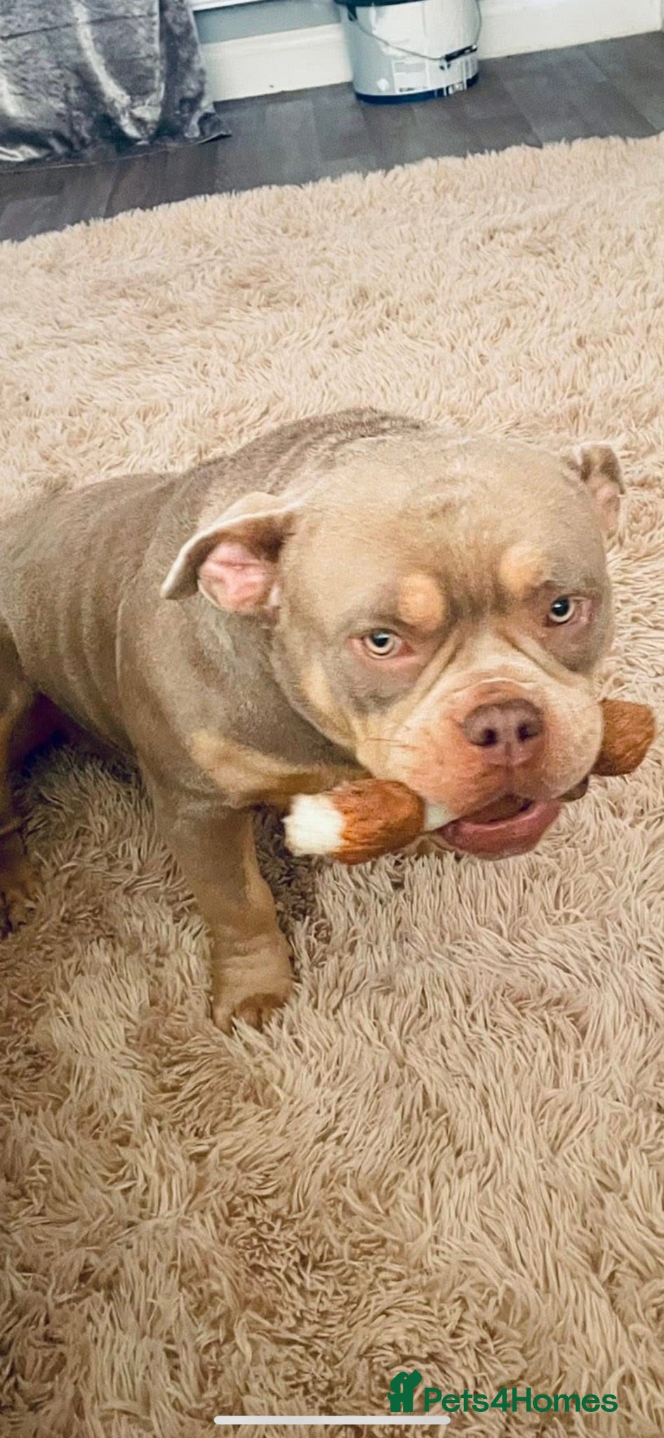 American Bully dogs Micro  Exotic  bullies - Advert 1