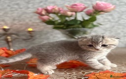 Scottish Fold cats for sale: Adorable Scottish fold silver kittens  - Image 3