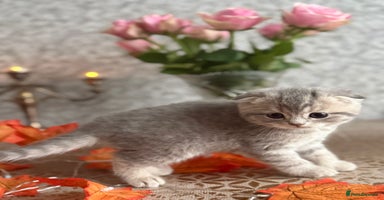 Scottish Fold cats - Advert 6