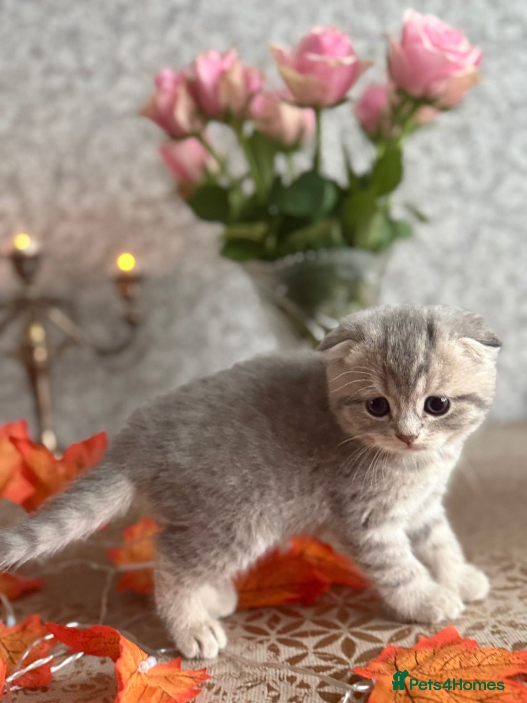 Scottish Fold cats for sale: Adorable Scottish fold silver kittens  - Image 3