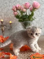 Scottish Fold cats - Advert 5