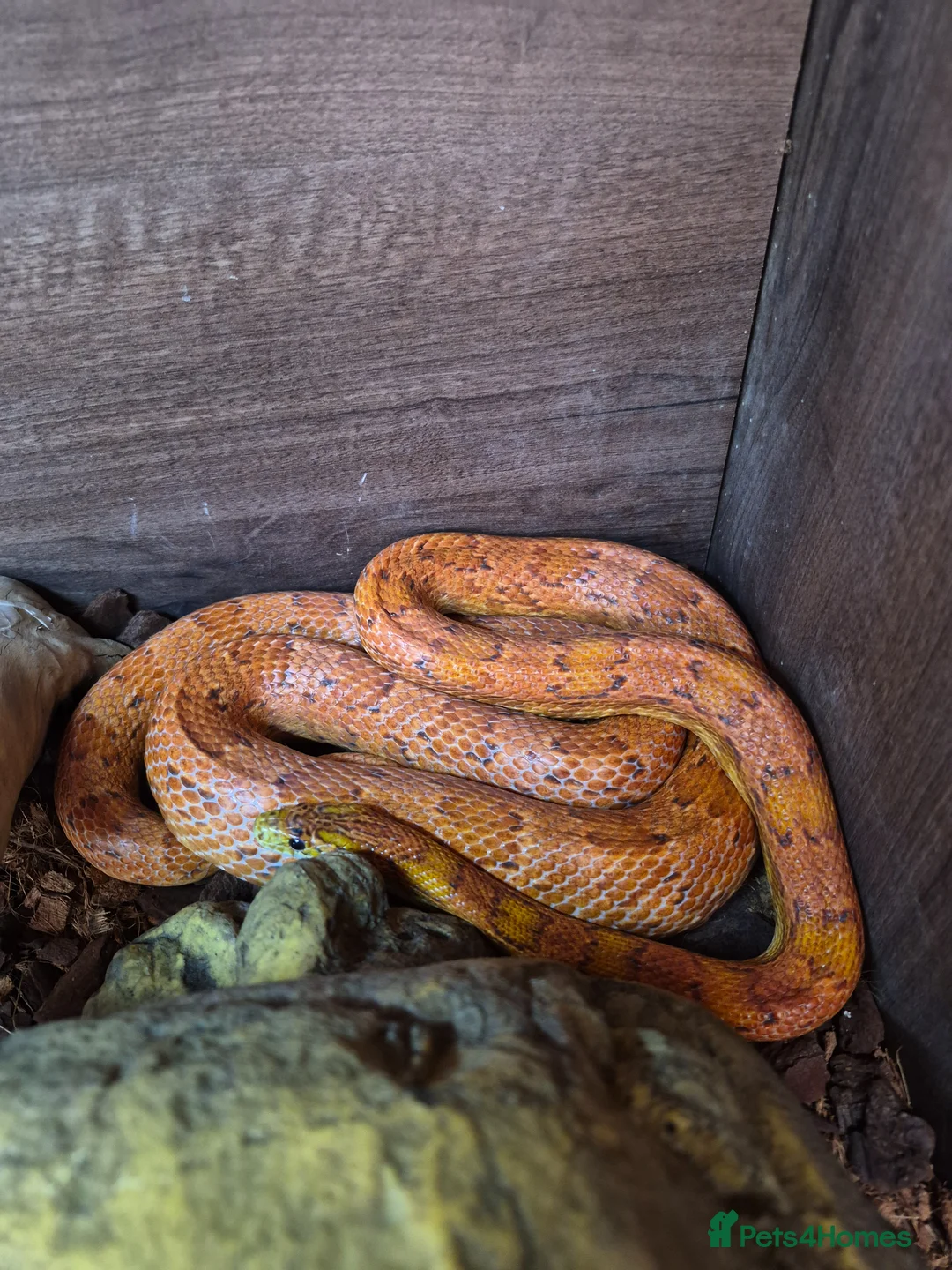 Corn Snake reptiles for sale: Sun-kissed corn snake - Advert 1