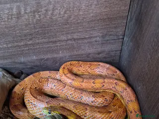 Corn Snake reptiles Sun-kissed corn snake - Advert 1