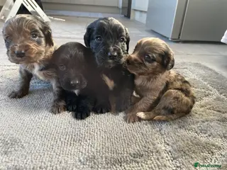 Cocker Spaniel dogs COCKER SPANIEL PUPS READY 27TH FEB - Advert 1