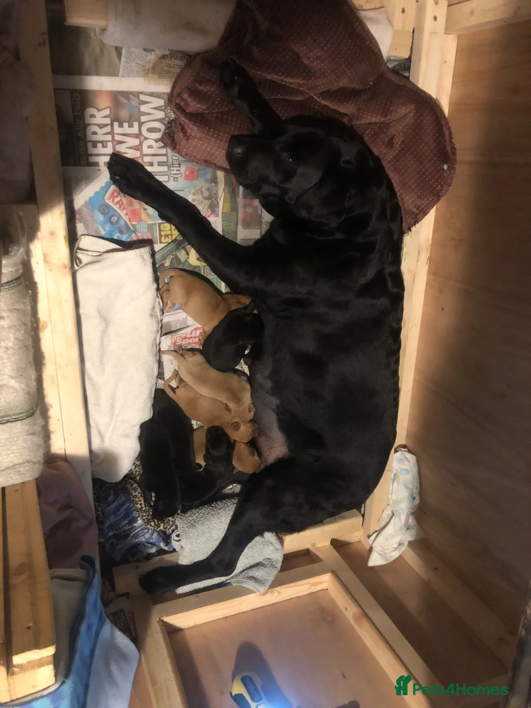 Labrador Retriever dogs for sale: FULL KC REG LABRADOR PUPS *EXCELLENT PEDIGREES* in Lancaster - Advert 16