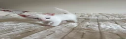 Mixed Breed cats for sale: Adorable Domestic Kittens for sale  - Advert 3