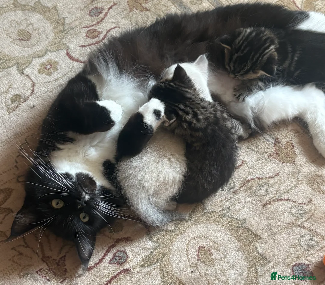 Ragcoon cats for sale: Beautiful friendly Maine coon x Ragdoll kittens in Bridgwater - Advert 2