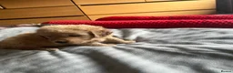 Golden Retriever dogs for sale: 🐾 Golden Retriever Puppies – Raised with Love 🐾 - Advert 4