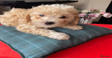 Shihpoo dogs - Advert 11