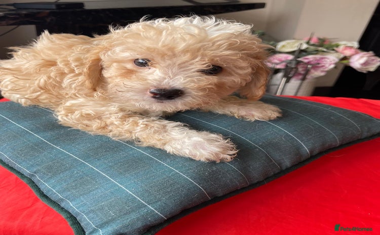 Shihpoo dogs - Advert 2