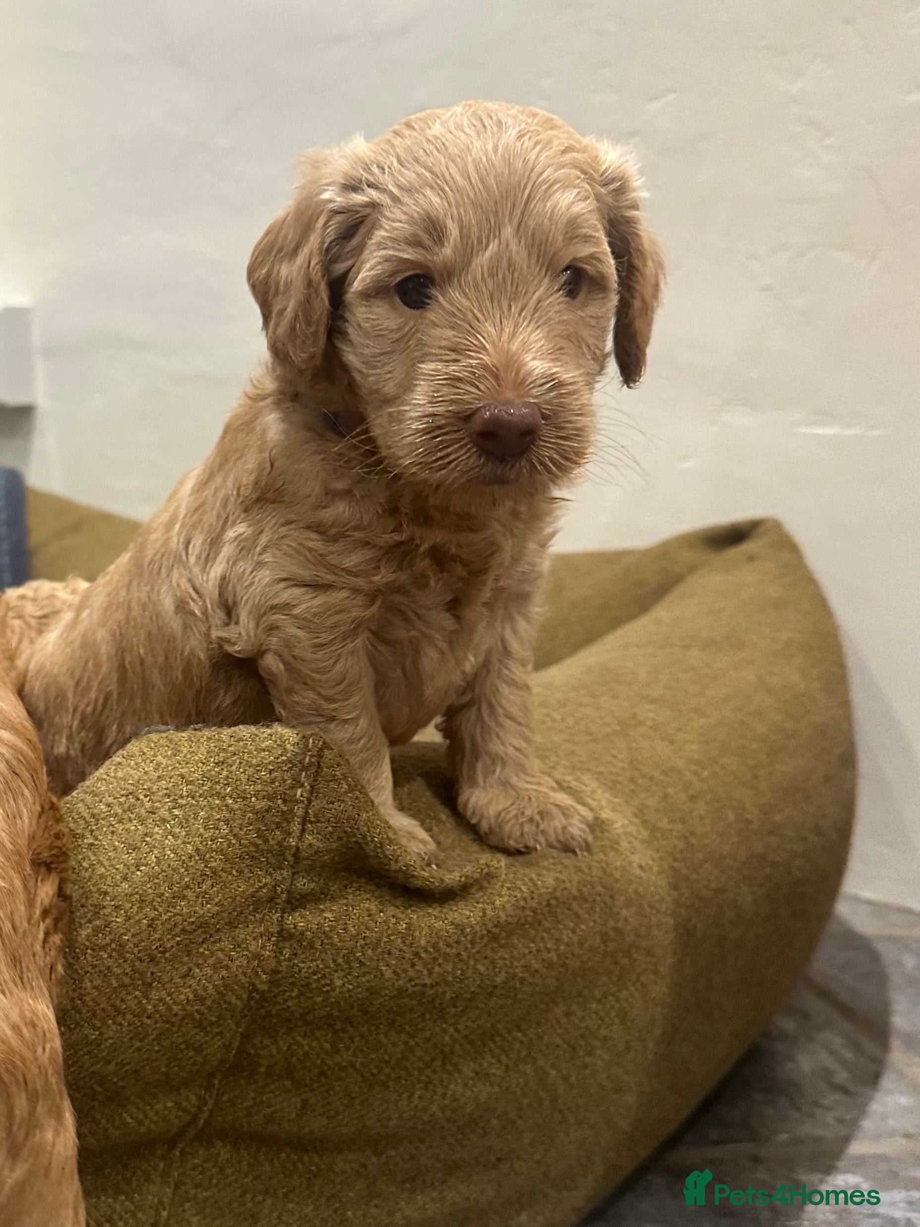 Mini Goldendoodle dogs Home bred miniature Goldendoodles - Advert 2