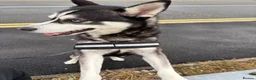 Siberian Husky dogs for sale: Beautiful & Friendly Siberian Husky - Advert 2