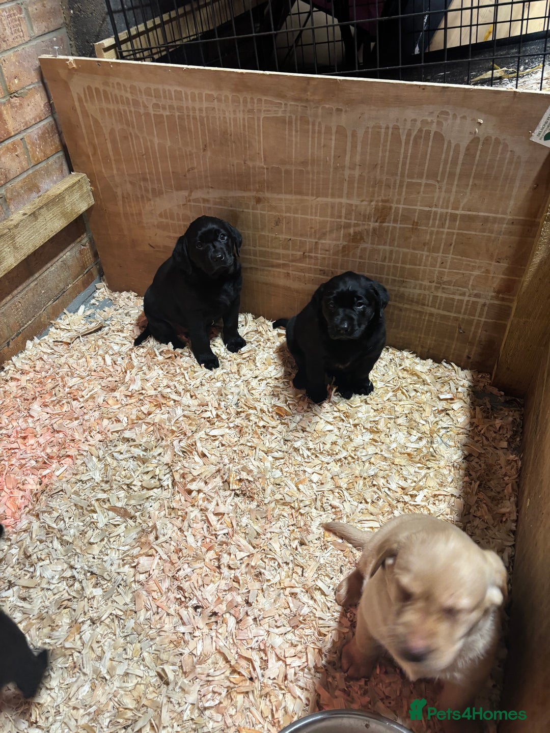 Labrador Retriever dogs for sale: Pure chunky Labrador puppies - Advert 6